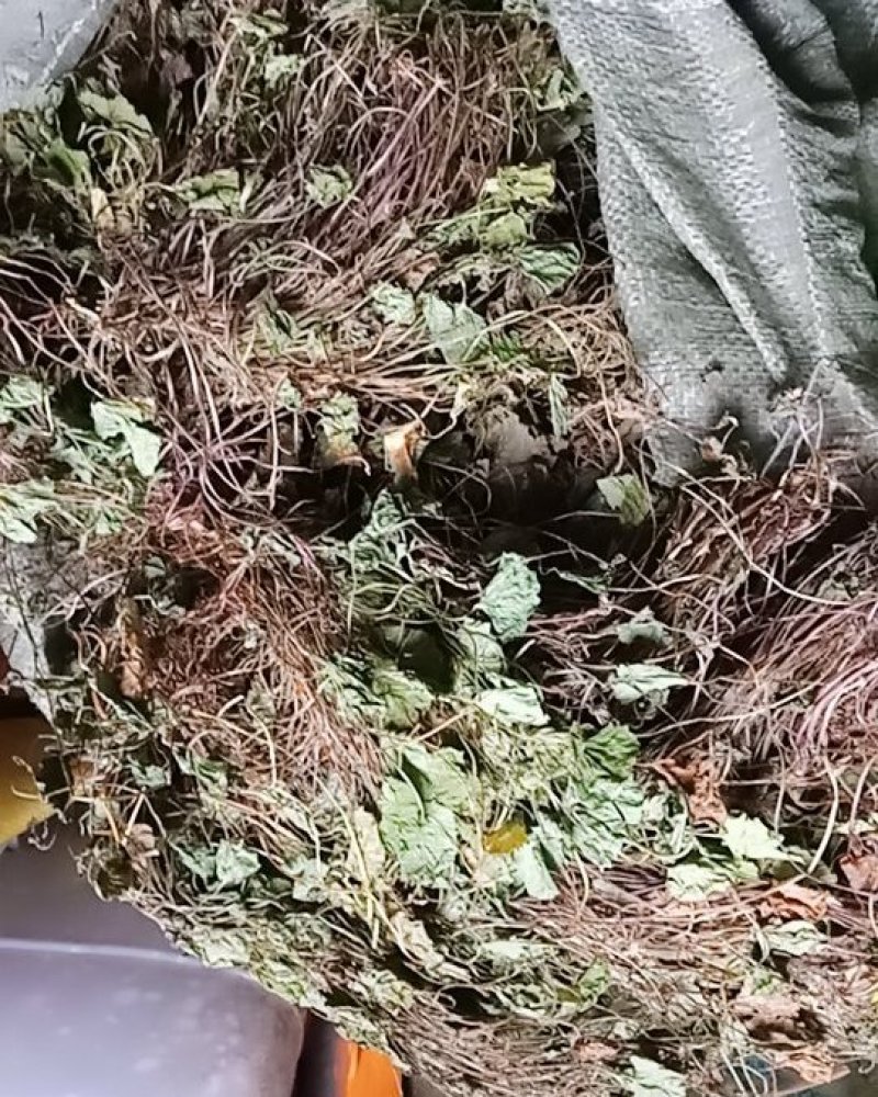 积雪草，颜色青色，不含流干货，贵州野生货，需要的联系我