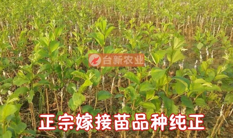 台湾大青枣苗蜜丝枣苗大青枣果苗蜜丝枣树苗