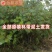 台湾大青枣苗蜜丝枣苗大青枣果苗蜜丝枣树苗