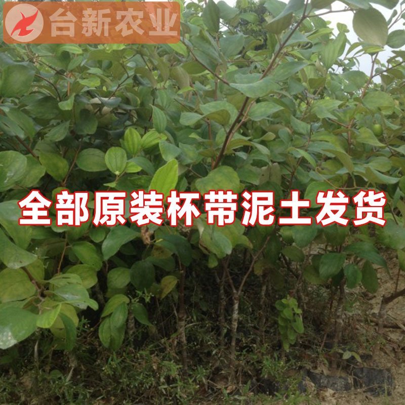 台湾大青枣苗蜜丝枣苗大青枣果苗蜜丝枣树苗