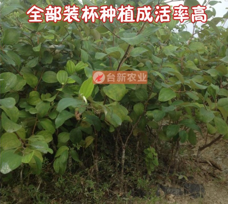 台湾大青枣苗蜜丝枣苗大青枣果苗蜜丝枣树苗