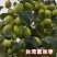 台湾大青枣苗蜜丝枣苗大青枣果苗蜜丝枣树苗