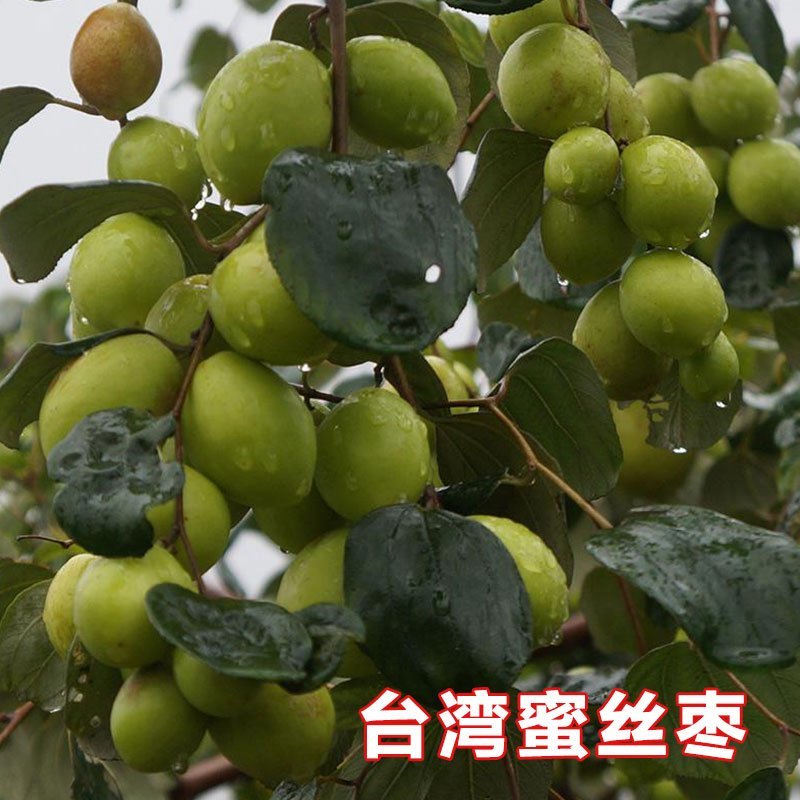台湾大青枣苗蜜丝枣苗大青枣果苗蜜丝枣树苗