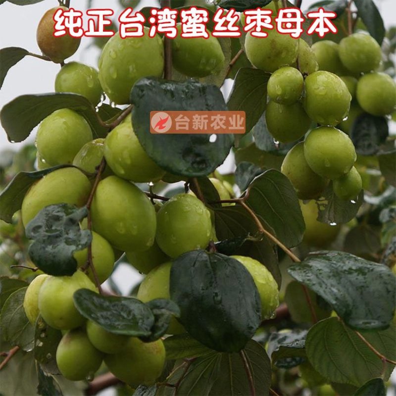 台湾大青枣苗蜜丝枣苗大青枣果苗蜜丝枣树苗