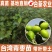 台湾大青枣苗蜜丝枣苗大青枣果苗蜜丝枣树苗
