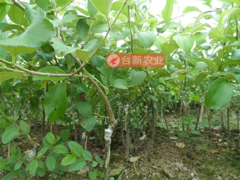 台湾大青枣苗蜜丝枣苗大青枣果苗蜜丝枣树苗