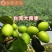 台湾大青枣苗蜜丝枣苗大青枣果苗蜜丝枣树苗