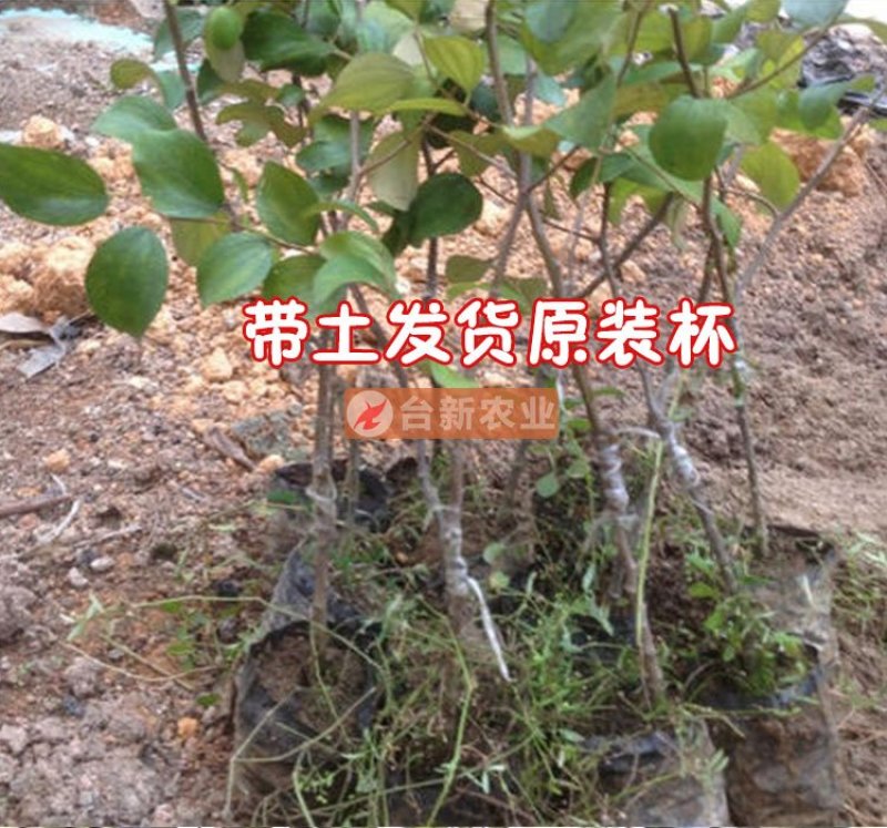 台湾大青枣苗蜜丝枣苗大青枣果苗蜜丝枣树苗