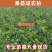 台湾大青枣苗蜜丝枣苗大青枣果苗蜜丝枣树苗