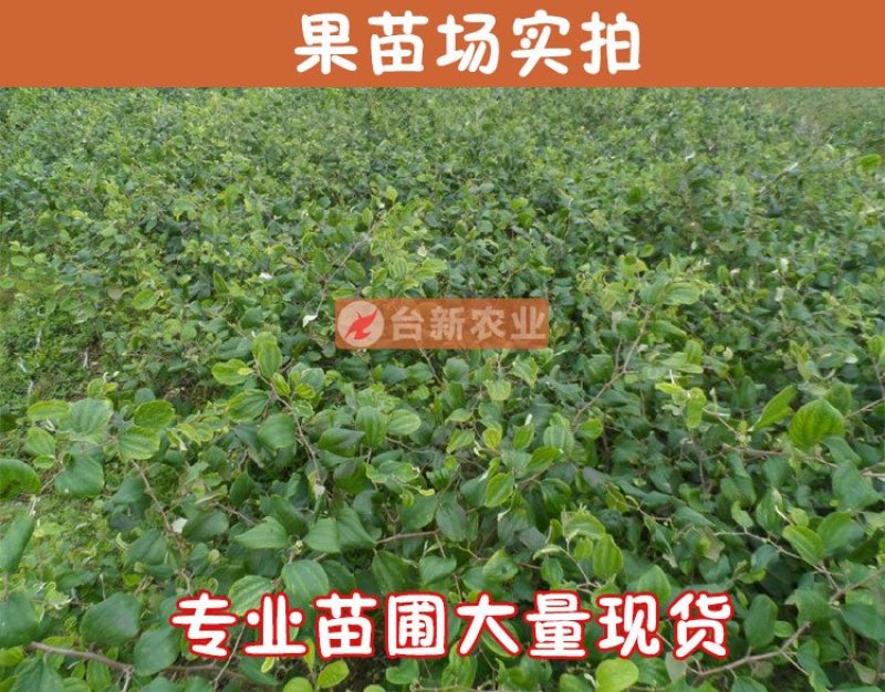台湾大青枣苗蜜丝枣苗大青枣果苗蜜丝枣树苗