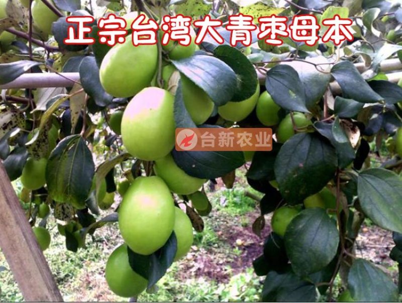 台湾大青枣苗蜜丝枣苗大青枣果苗蜜丝枣树苗