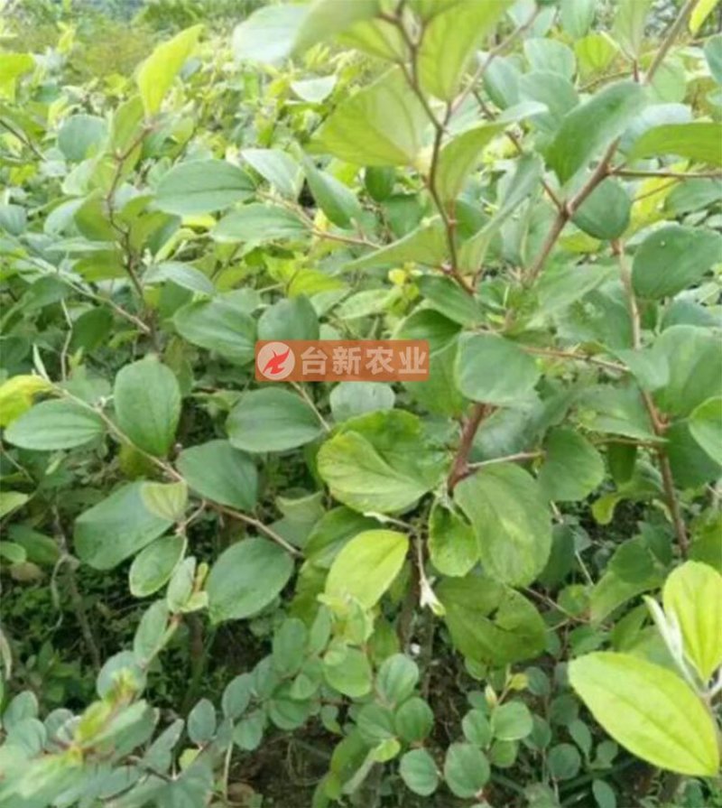 台湾大青枣苗蜜丝枣苗大青枣果苗蜜丝枣树苗