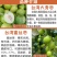 台湾大青枣苗蜜丝枣苗大青枣果苗蜜丝枣树苗