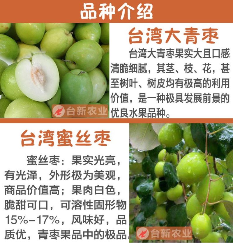 台湾大青枣苗蜜丝枣苗大青枣果苗蜜丝枣树苗