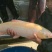 裸鲤鱼塘放钓包活支持送货上门，1-6斤货到付款