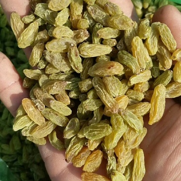葡萄干无核一级新疆吐鲁番葡萄干