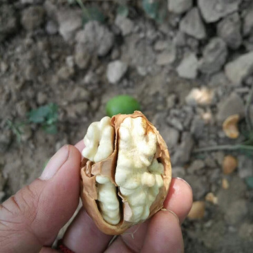 新货新疆伊犁纸皮核桃不水洗耐储存