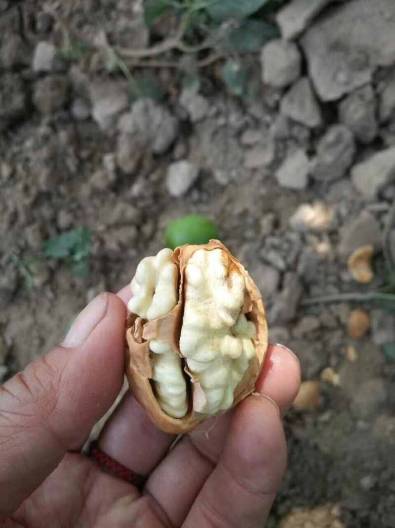 新货新疆伊犁纸皮核桃不水洗耐储存