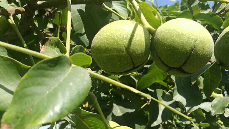 新货新疆伊犁纸皮核桃不水洗耐储存