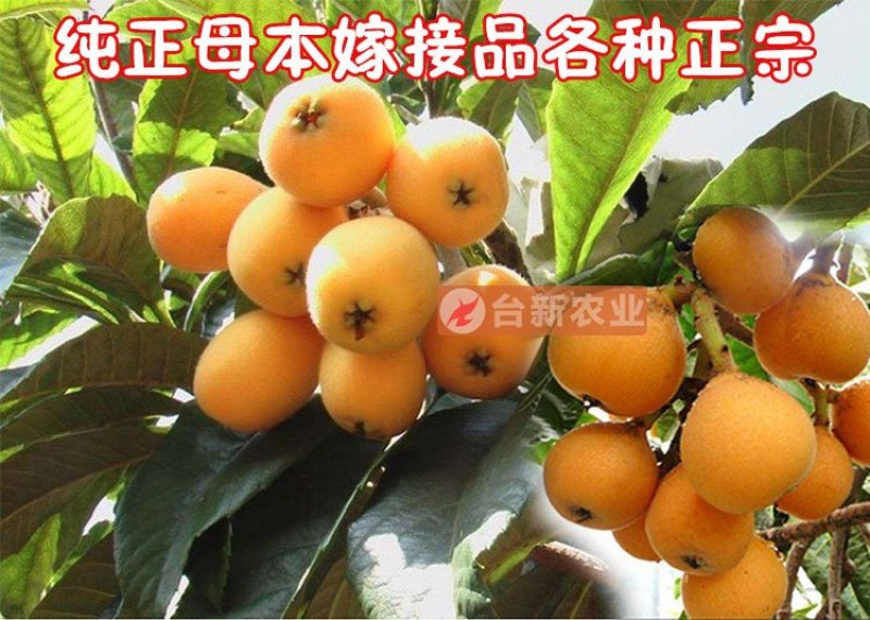 枇杷苗大五星枇杷树苗嫁接苗杯苗