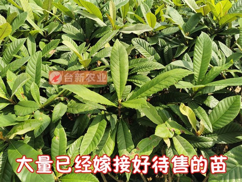 枇杷苗大五星枇杷树苗嫁接苗杯苗