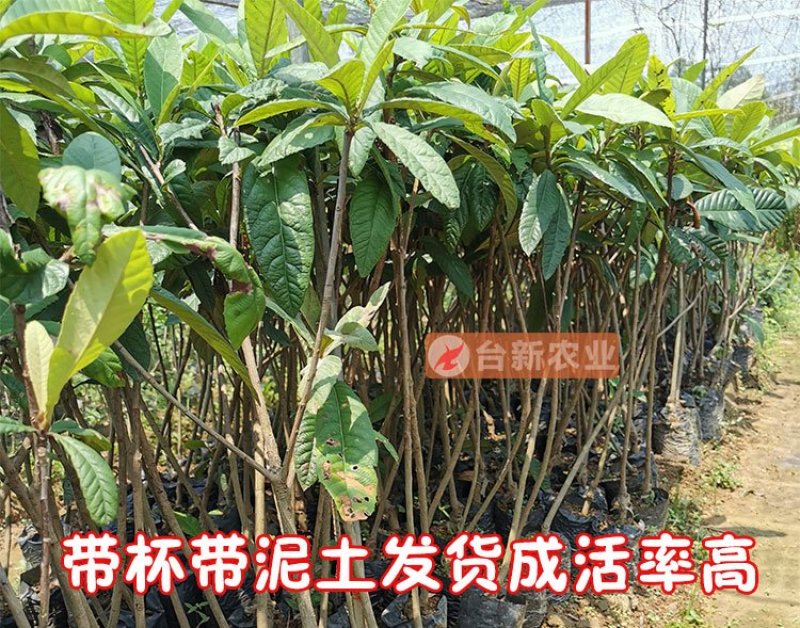 枇杷苗大五星枇杷树苗嫁接苗杯苗