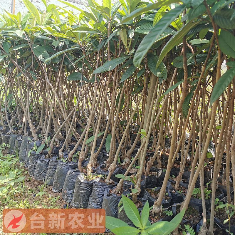 枇杷苗大五星枇杷树苗嫁接苗杯苗