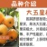 枇杷苗大五星枇杷树苗嫁接苗杯苗
