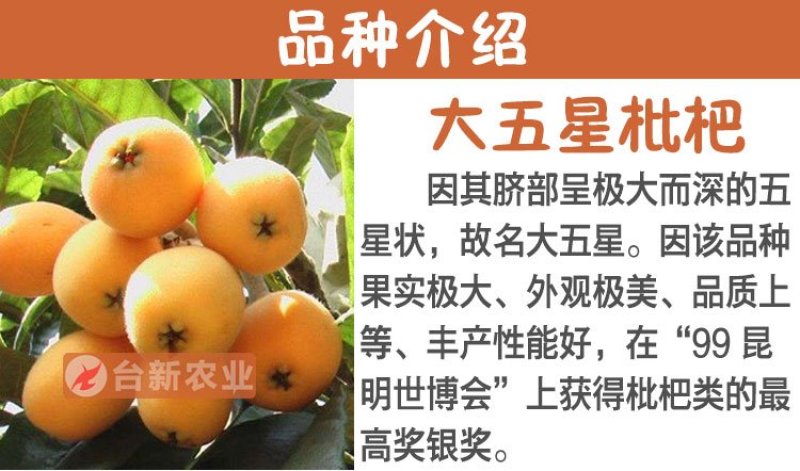 枇杷苗大五星枇杷树苗嫁接苗杯苗