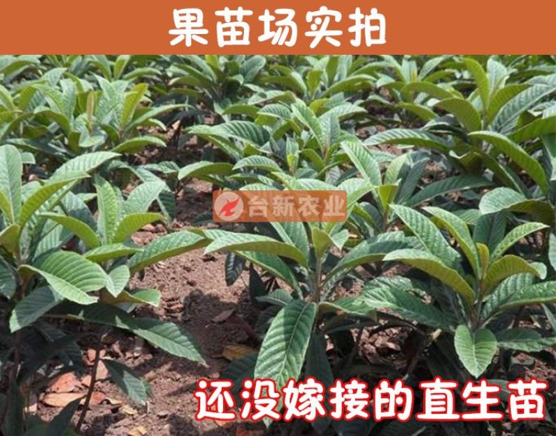 枇杷苗大五星枇杷树苗嫁接苗杯苗