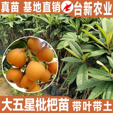 枇杷苗大五星枇杷树苗嫁接苗杯苗
