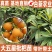 枇杷苗大五星枇杷树苗嫁接苗杯苗