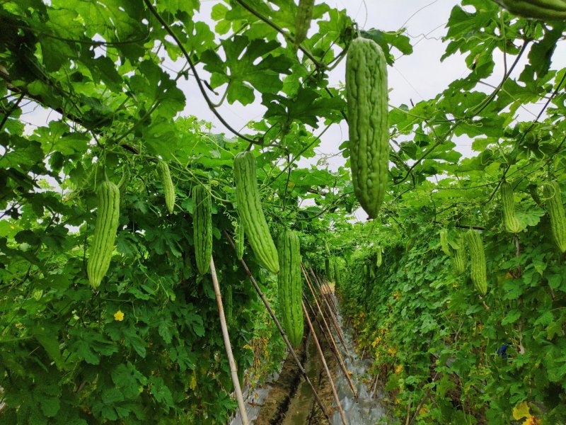 大肉油绿苦瓜苗，广东广西，湖南，福建，海南农户推荐