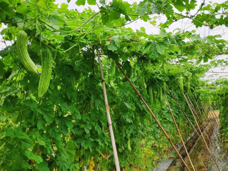 大肉油绿苦瓜苗，广东广西，湖南，福建，海南农户推荐