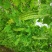 大肉油绿苦瓜苗,广东广西,湖南,福建,海南农户推荐