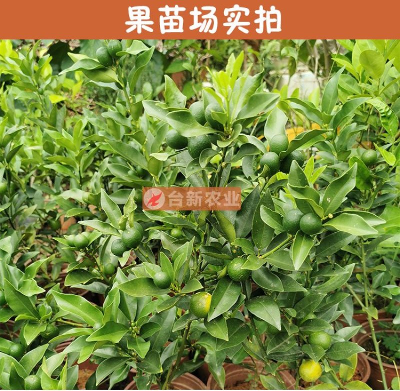脆皮金桔苗盆栽四季脆皮小金桔苗杯苗带泥土发货