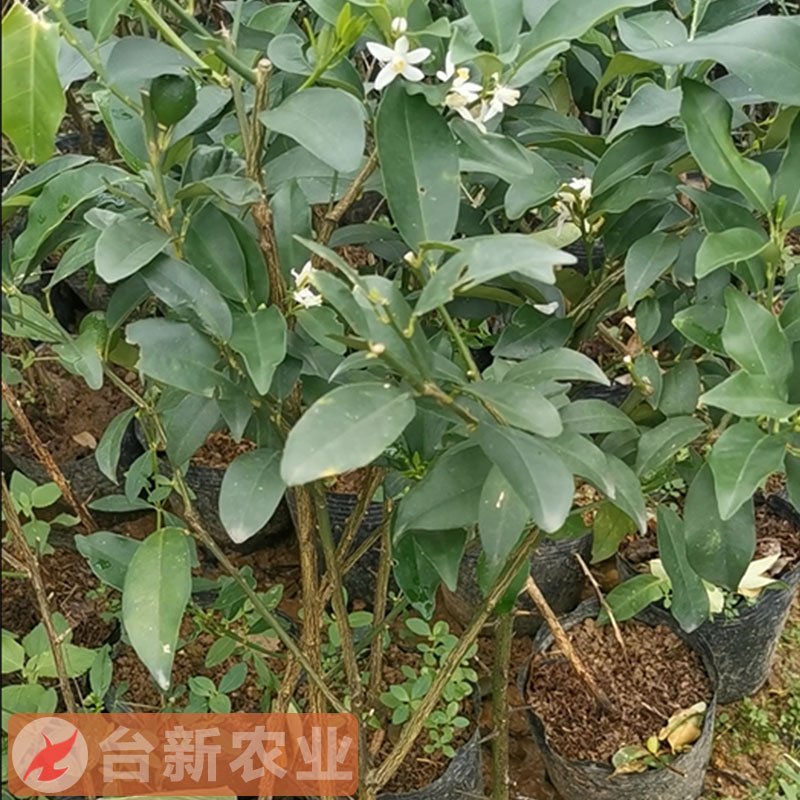 脆皮金桔苗盆栽四季脆皮小金桔苗杯苗带泥土发货