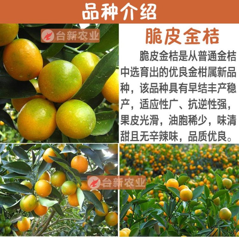 脆皮金桔苗盆栽四季脆皮小金桔苗杯苗带泥土发货
