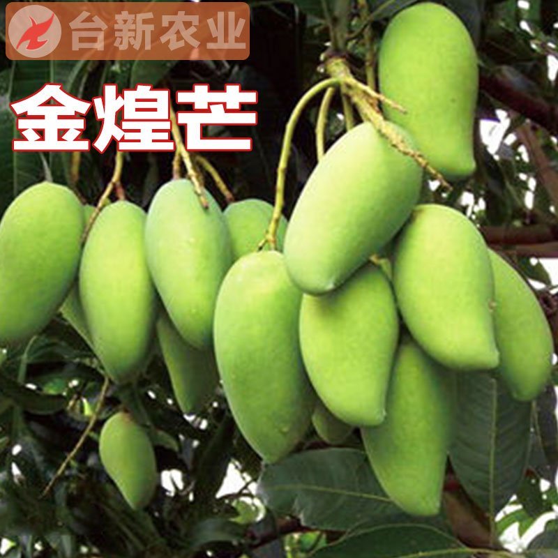 芒果苗金煌芒果苗四季蜜芒果苗嫁接苗杯苗带泥球发货