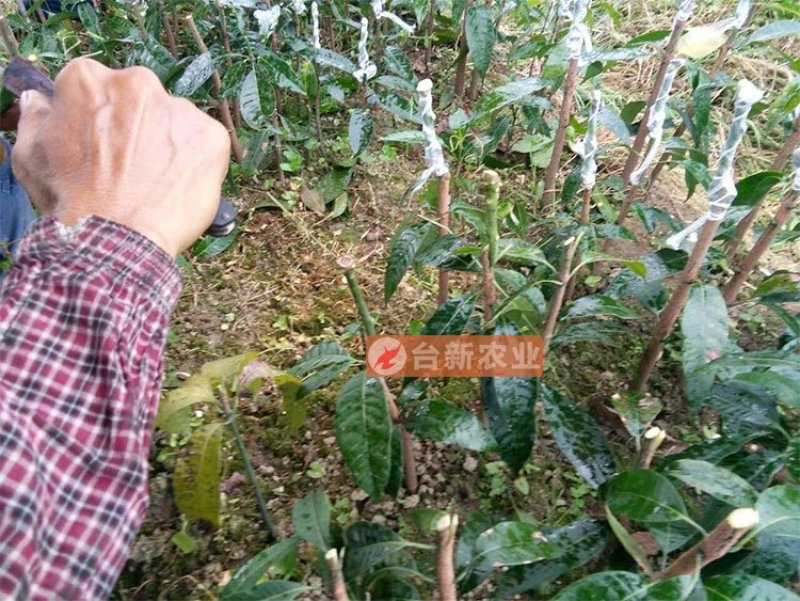 芒果苗金煌芒果苗四季蜜芒果苗嫁接苗杯苗带泥球发货