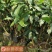 芒果苗金煌芒果苗四季蜜芒果苗嫁接苗杯苗带泥球发货