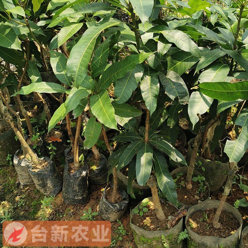 芒果苗金煌芒果苗四季蜜芒果苗嫁接苗杯苗带泥球发货