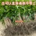 芒果苗金煌芒果苗四季蜜芒果苗嫁接苗杯苗带泥球发货