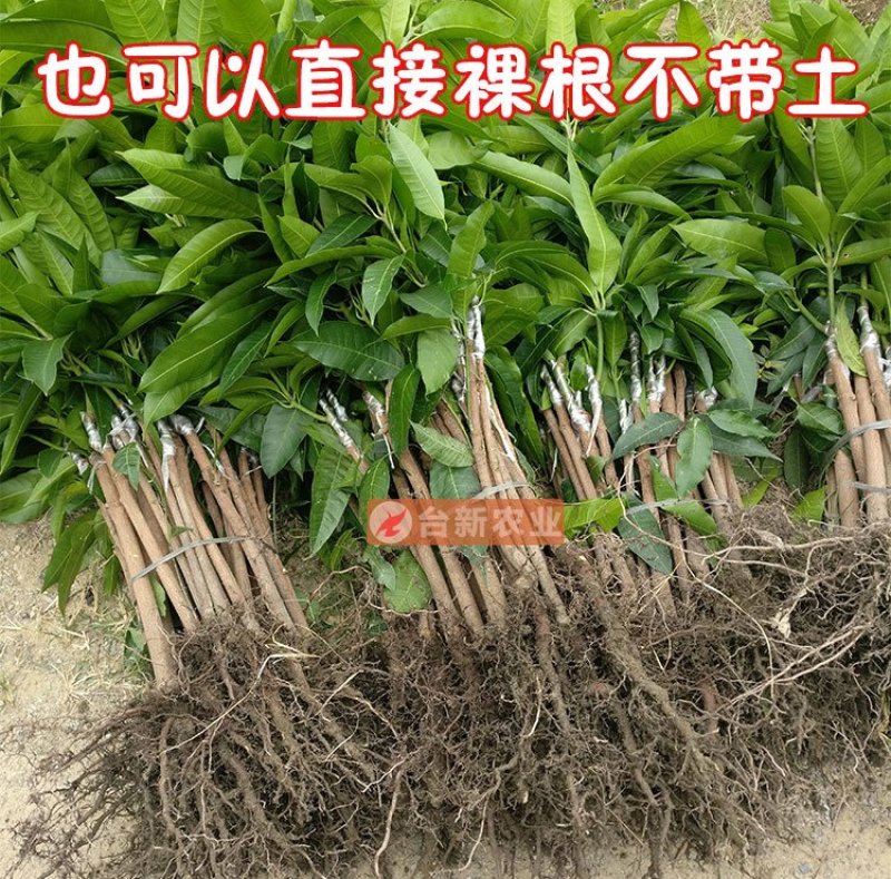 芒果苗金煌芒果苗四季蜜芒果苗嫁接苗杯苗带泥球发货