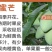 芒果苗金煌芒果苗四季蜜芒果苗嫁接苗杯苗带泥球发货