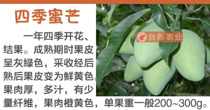 芒果苗金煌芒果苗四季蜜芒果苗嫁接苗杯苗带泥球发货