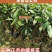 芒果苗金煌芒果苗四季蜜芒果苗嫁接苗杯苗带泥球发货