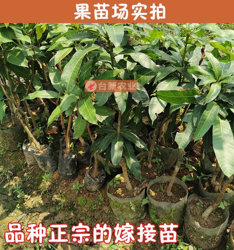 芒果苗金煌芒果苗四季蜜芒果苗嫁接苗杯苗带泥球发货