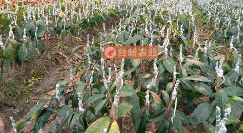 芒果苗金煌芒果苗四季蜜芒果苗嫁接苗杯苗带泥球发货