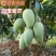 芒果苗金煌芒果苗四季蜜芒果苗嫁接苗杯苗带泥球发货